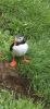 PICTURES/PUFFINS - Helmaey Island/t_PUFF (2).jpg